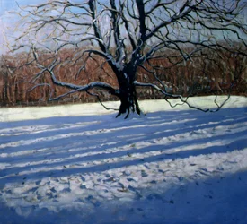 Großer Baum, Schnee, Calke Abbey